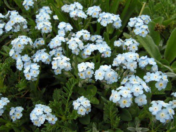 Fioriture in quota